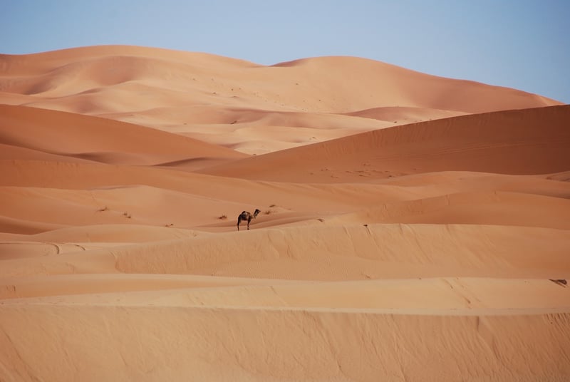 Camel in the Desert