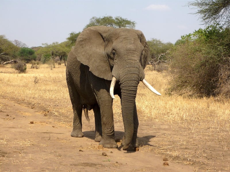 Elephant in the Jungle