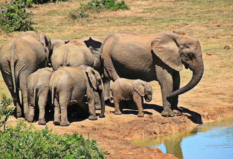 Safari in Tanzania