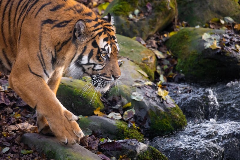 Tiger in the Jungle