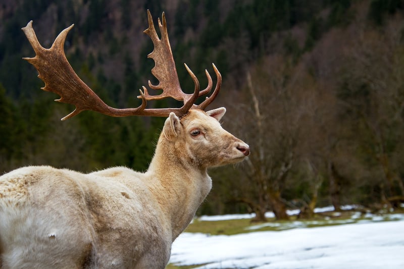 Wildlife Habitat